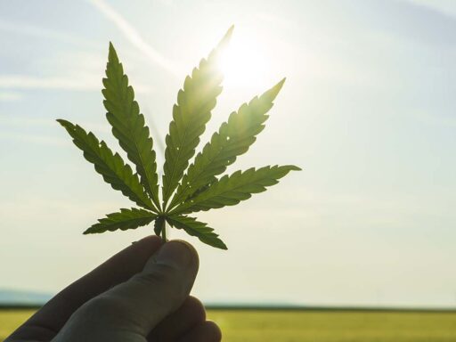A person holding a cannabis leaf in front of a field.