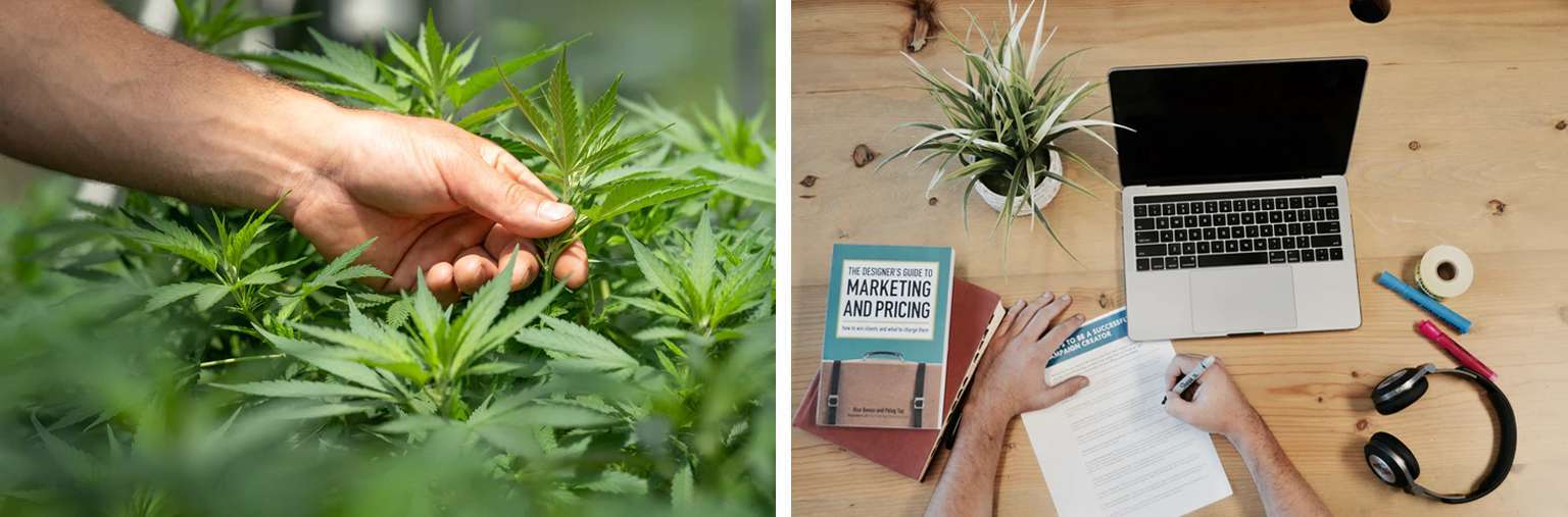 Two pictures of marijuana plants and a laptop on a desk.