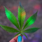 A person holding a marijuana leaf in front of a colorful background.