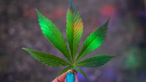 A person holding a marijuana leaf in front of a colorful background.