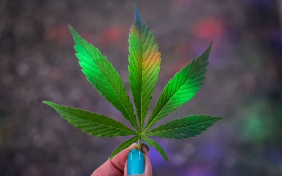 A person holding a marijuana leaf in front of a colorful background.