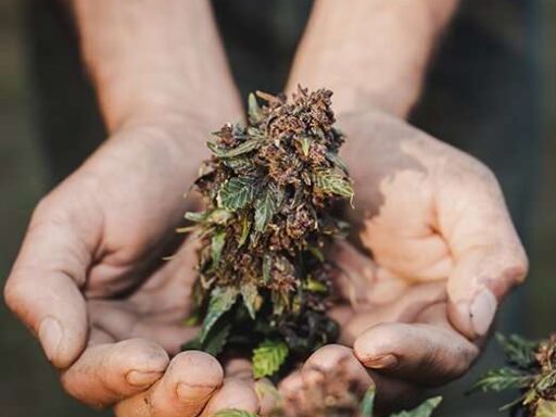A man holding a cannabis plant in his hands.