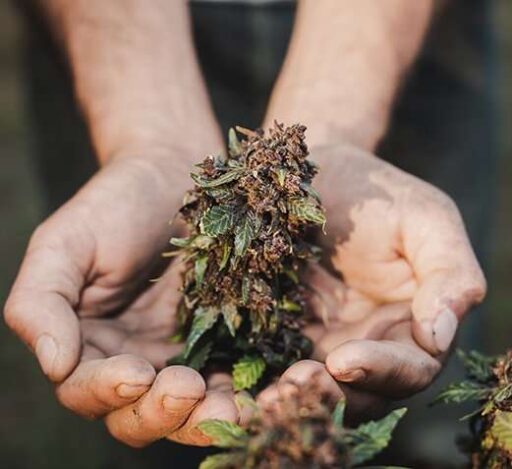 A man holding a cannabis plant in his hands.