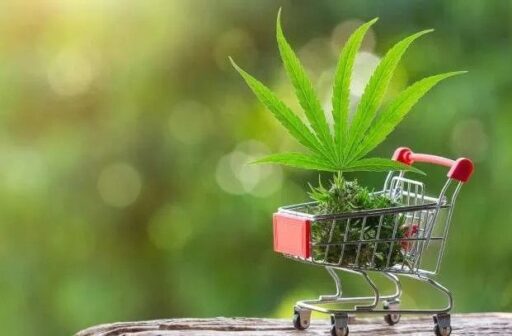 A shopping cart with a marijuana plant in it.
