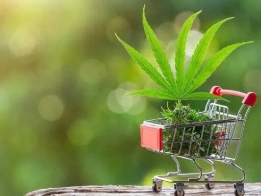 A shopping cart with a marijuana plant in it.